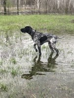 Lily F - German Shorthaired Pointer Stud