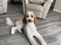 Eileen - Goldendoodle Stud