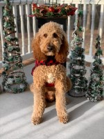 Morgan Brown - Poodle Standard Stud