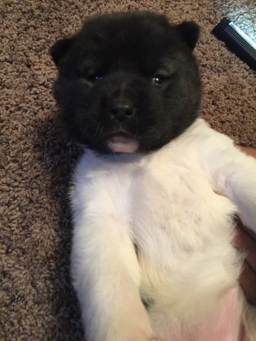 Akita Breeder 25433