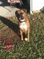 Jude Akachukwu - Boxer Stud