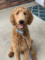 Sienna King - Poodle Standard Stud