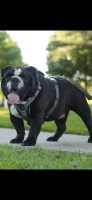 Jarvan - English Bulldog Stud