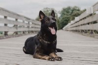 Meaurroway Opessa Shepherds German Shepherd Dog breeder