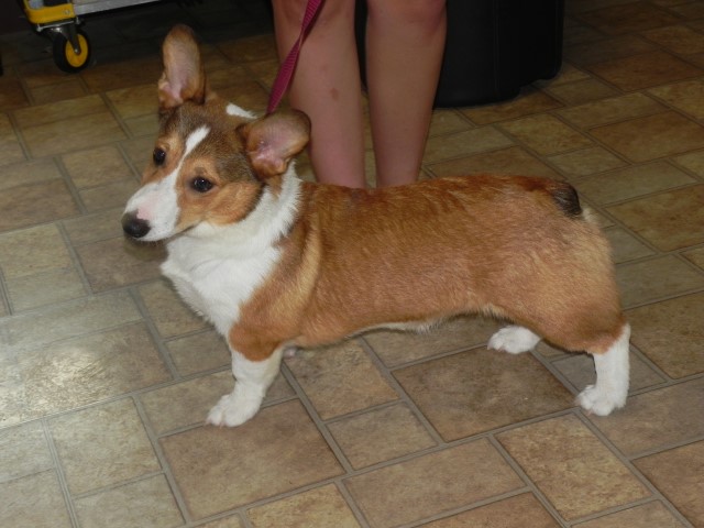 Pembroke Welsh Corgi Breeder 30208