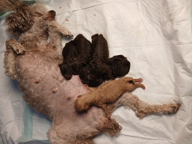 Poodle Toy Breeder 31870