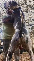 D. Carter - Great Dane Stud