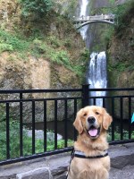 Ellen Smith - Golden Retriever Stud