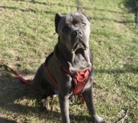 Rita Singh - Cane Corso Stud