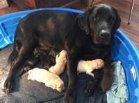 South West Florida Labs Labrador Retriever breeder