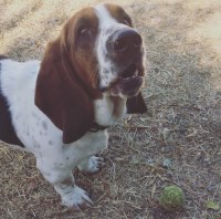 Hayley Iversen - Basset Hound Stud