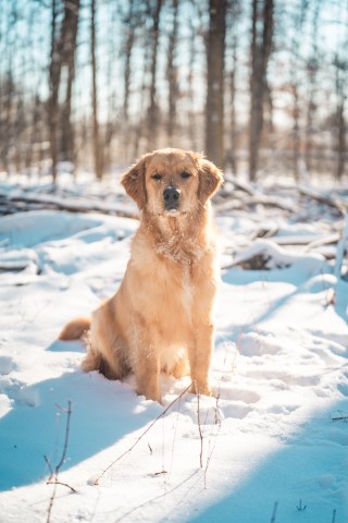 Golden Retriever Stud 30503