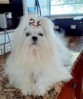 Vicky B. - Maltese Stud