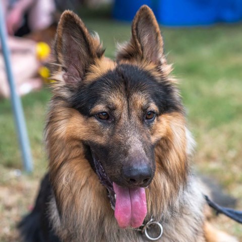 German Shepherd Dog Stud 26749