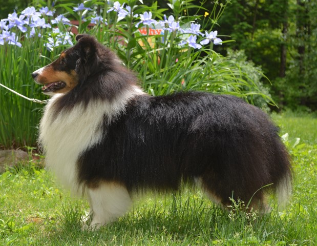 L & M Shelties