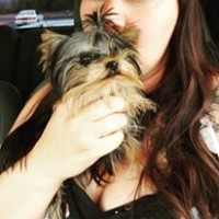 Royalty tracks yorkies and Chihuahuas Yorkshire Terrier breeder