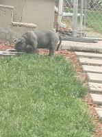 Lloyd - American Bulldog Stud