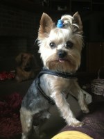 Bonnie and Robert Johnson - Yorkshire Terrier Stud