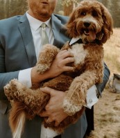 Angie A - Goldendoodle Stud