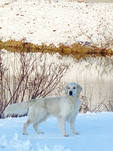 Oklahoma's Enchanted Goldens