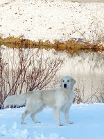 Oklahoma's Enchanted Goldens