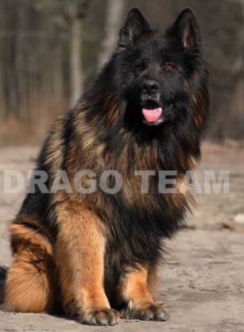 Vom Wustefeuer German Shepherds