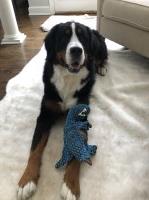 Greg - Bernese Mountain Dog Stud