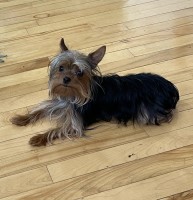 Wyatt - Yorkshire Terrier Stud