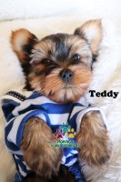 Moringa Yorkie Terriers Yorkshire Terrier for breeder
