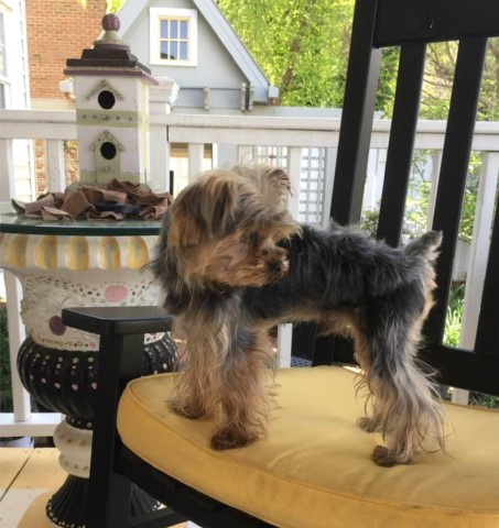 Yorkshire Terrier Stud 29715