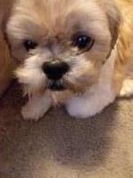 Ashley Gibson - Shih Tzu Stud