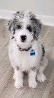 Kerrie Bryan - Australian Shepherd Dog Stud