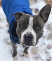 Jessica Colavito - American Pit Bull Terrier Stud