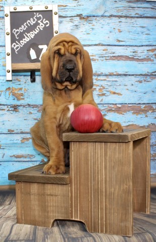 Bloodhound Breeder 10853