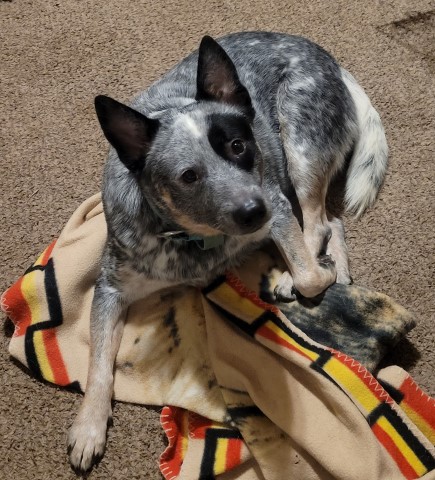 Australian Cattle Dog Stud 31155