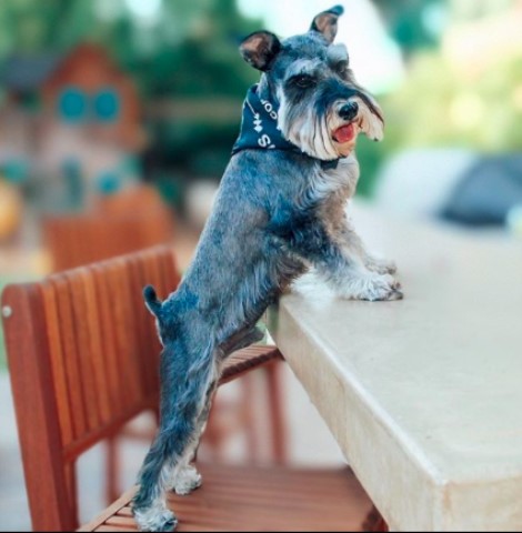 Los Angeles Mini Schnauzers