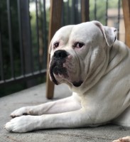 Erica Butler - American Bulldog Stud