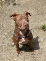 Leah walker - American Pit Bull Terrier Stud