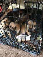 Fallon and Ross German Shepherd Dog breeder