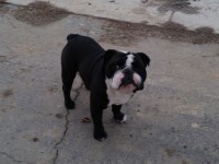 Joe - English Bulldog Stud