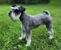 Heather - Miniature Schnauzer Stud