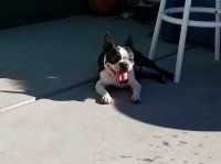 kirk - Boston Terrier Stud