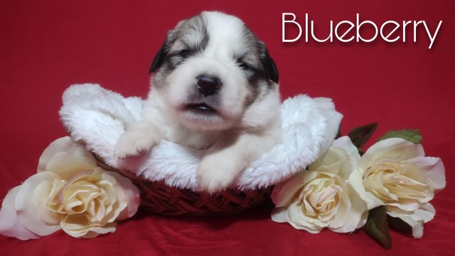 Great Pyrenees Breeder 30136