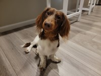 Jessaca - Dachshund Stud