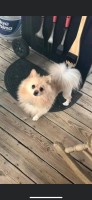 John - Pomeranian Stud