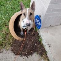 Robert - Bull Terrier Stud