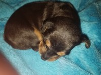 Idaho Dachshunds Dachshund breeder