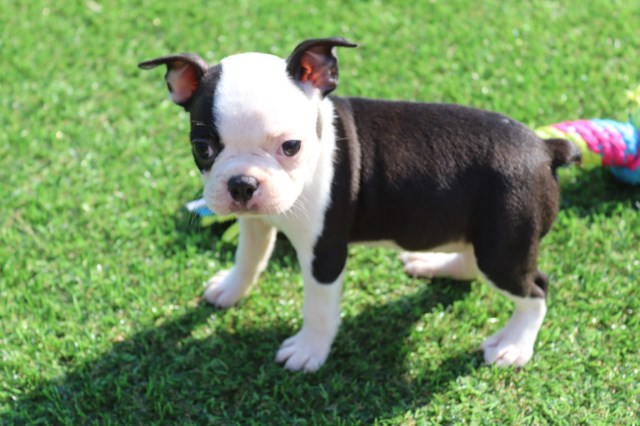 Boston Terrier Breeder 31824