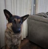 humegsd.com German Shepherd Dog breeder