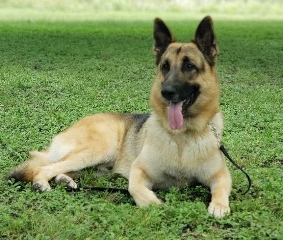 German Shepherd Dog Stud 30976